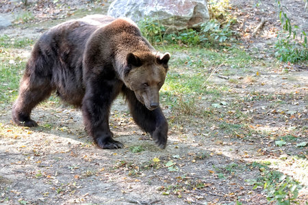 Brown bear in the wildの写真素材