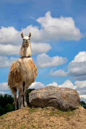 Lama in the wildの写真素材