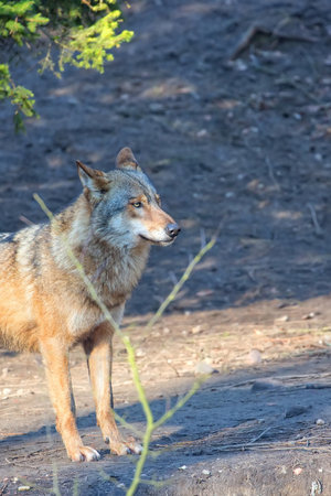 Wolf in the forest, a portrait