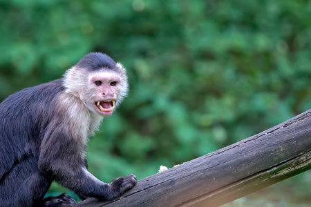 White-throated Capuchin in the wild, a portraitの写真素材