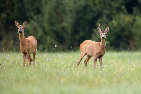 Roe-deer with buck deer in a clearingの写真素材