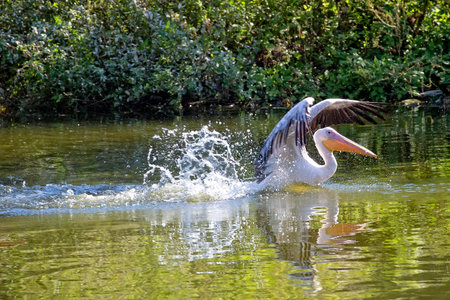 Pelican in the water in the wildの写真素材