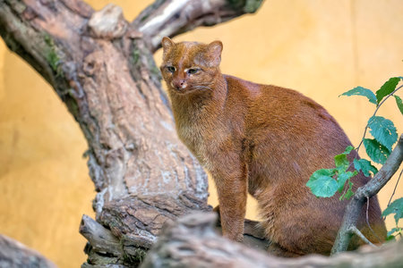 Jaguarundi on the woodの写真素材
