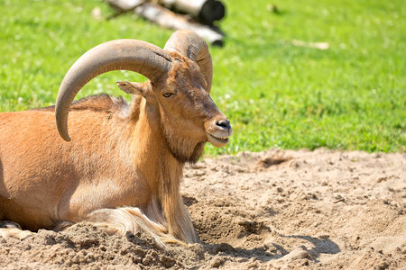 Barbary sheep, a portraitの写真素材