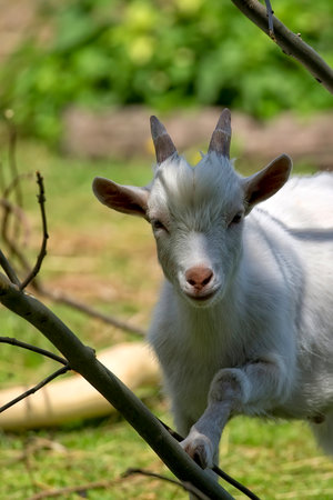 White goat, a portraitの写真素材