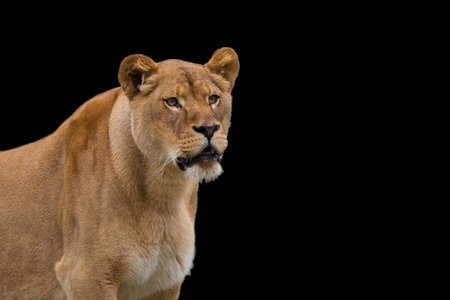 Lioness on a black background, a portrait