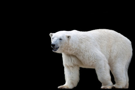 Polar bear on a black backgroundの写真素材