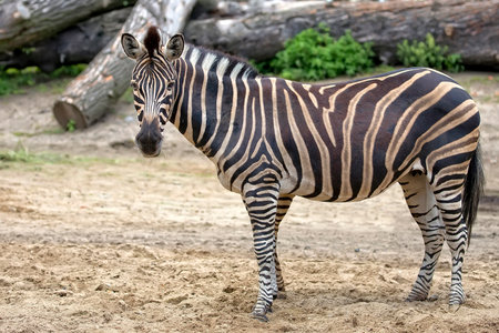 Zebra in a clearingの写真素材