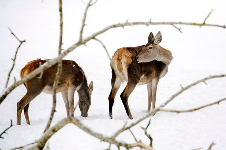 Red deers in the wildの写真素材