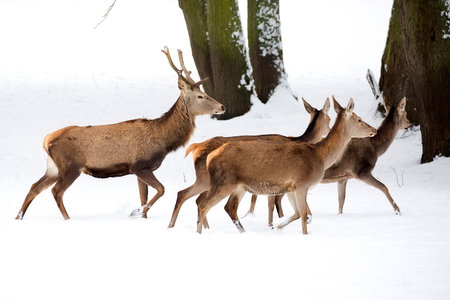 Red deer with family on the run in winterの写真素材