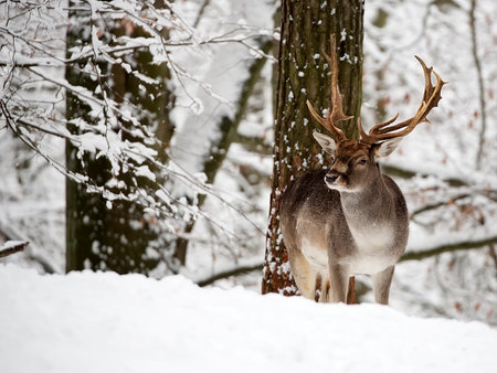 Fallow deer in winter in the forestの写真素材