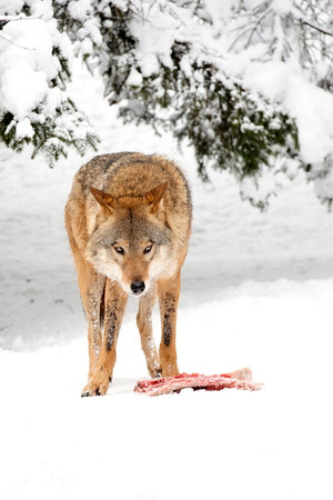 Wolf in the forest in winter