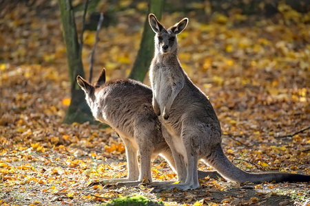 Eastern Grey Kangaroo in a clearingの写真素材