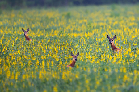 Roe-deers in a clearing in the wildの写真素材