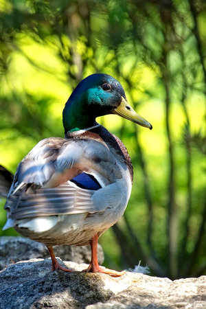 Duck in the wildの写真素材