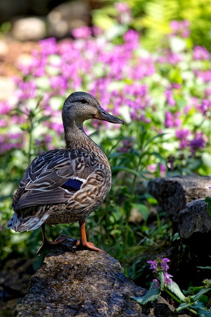 Duck in the wildの写真素材