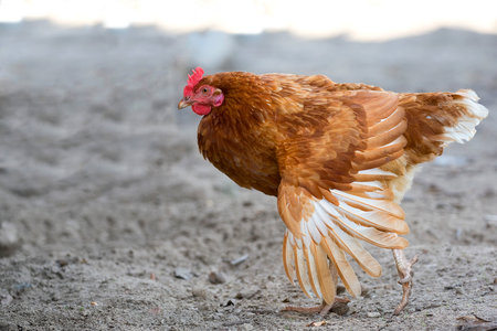 Hen in the runの写真素材