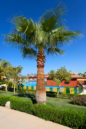 Palm in Hurghada, Egyptの写真素材
