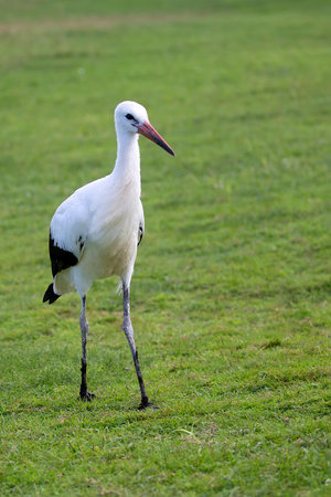 White stork in the wildの写真素材