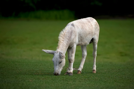 Donkey in a clearingの写真素材