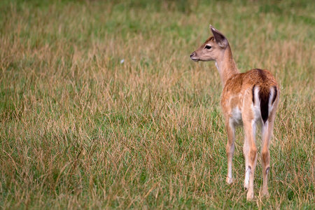 Young Fallow deer in a clearingの写真素材