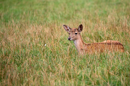 Young Fallow deer resting in a clearingの写真素材