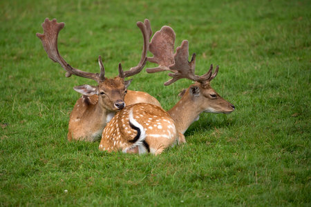 Fallow deer resting in a clearingの写真素材