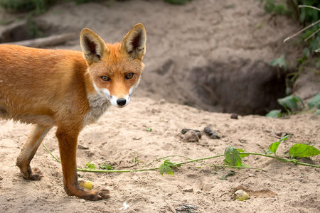 Fox in a clearing, a portraitの写真素材