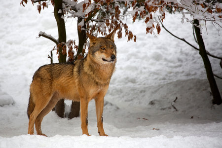 Wolf in the forest in winterの写真素材