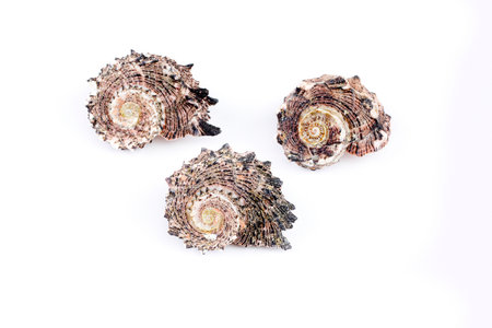 Shells on a white backgroundの写真素材