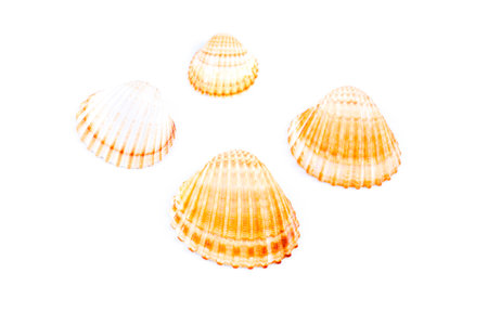 Shells on a white backgroundの写真素材