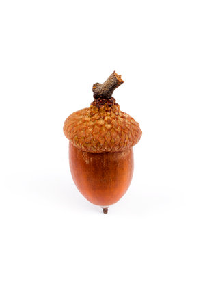 Acorn on a white backgroundの写真素材
