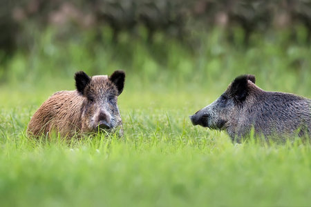 Wild boars in a clearing, in the wildの写真素材