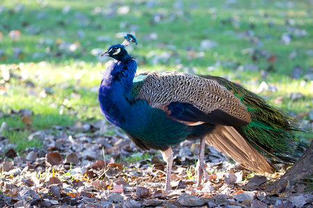 Peacock in a clearingの写真素材