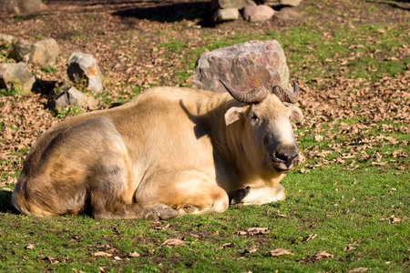 Takin in a clearingの写真素材