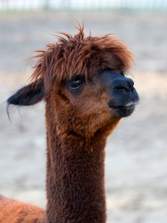 Brown Alpaca, a portraitの写真素材