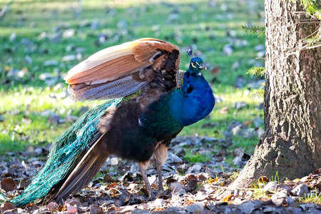 Peacock in a clearingの写真素材