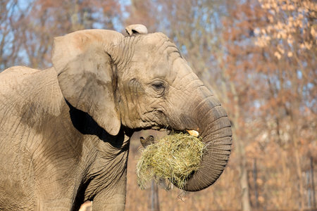 Elephant, a portraitの写真素材