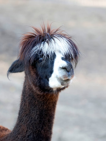 Alpaca, a portraitの写真素材