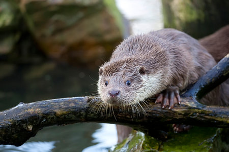 Weasel in the wildの写真素材