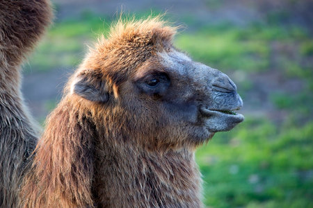 Camel in a clearing, a portraitの写真素材