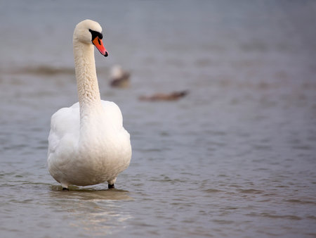 White swan in the wildの写真素材