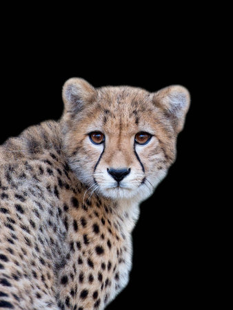 Young Cheetah, a portrait on a black backgroundの写真素材