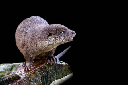 Weasel on a black backgroundの写真素材