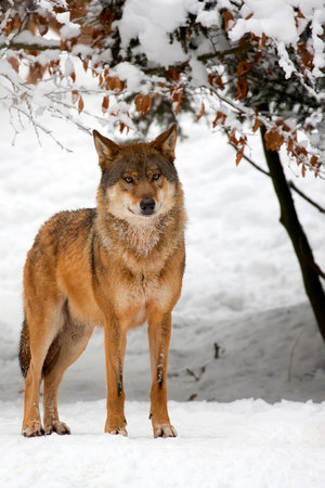 Wolf in winter in the forestの写真素材