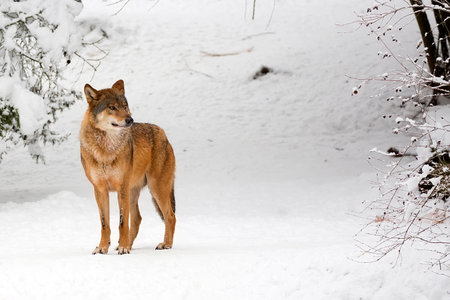 Wolf in winter in the forestの写真素材