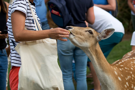 Fallow deer eating from the handの写真素材