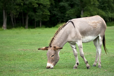 Donkey in a clearing
