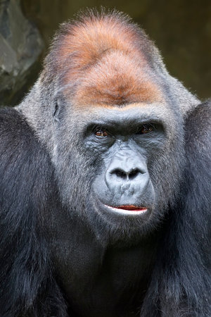 Gorilla, a portrait