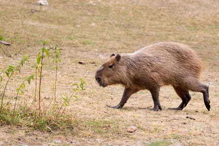 Capybara in the run in a clearingの写真素材